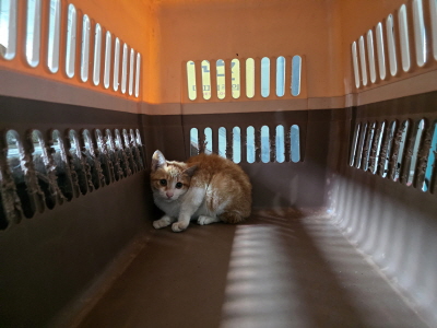 (사)동부동물보호협회_426330202500398